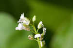 Garlic mustard